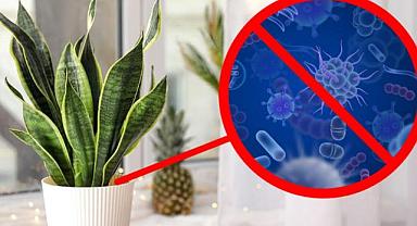 Evde Yetiştirebileceğiniz En Popüler ve Yararlı Saksı Bitkileri