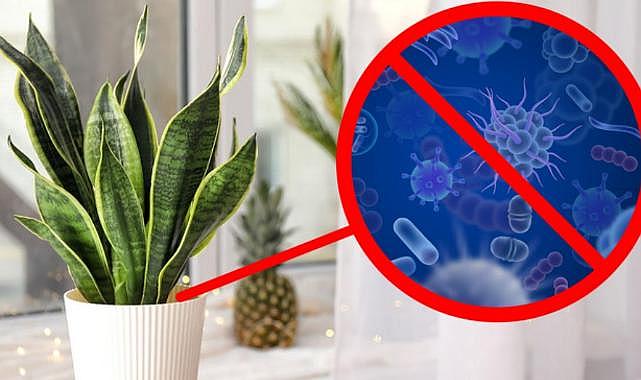 Evde Yetiştirebileceğiniz En Popüler ve Yararlı Saksı Bitkileri