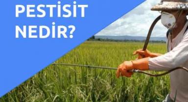 Pestisit Nedir, Zararlı mı? Hangi Gıdalarda Var, Nasıl Temizlenir? 