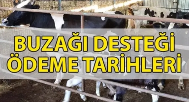 2025 Buzağı Desteği Hesaplara Yatmaya Başladı: Kimin Ne Zaman Alacağı Belli Oldu