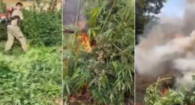 Diyarbakır'da Tarihi Uyuşturucu Operasyonu: 70 Ton Toz Esrar Elde Edilebilecek 3,4 Milyon Kök Kenevir Ele Geçirildi!