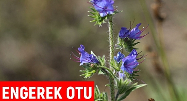 Engerek Otu Nedir? Faydaları, Kullanımı ve Yan Etkileri