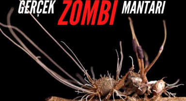 Cordyceps Mantarı Ne İşe Yarar, Zombi Yapar mı? Faydaları, Zararları ve Kullanıcı Yorumlarıyla Kapsamlı Rehber