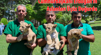 Cumhurbaşkanı Erdoğan'ın Aslanları Üçüz Doğurdu