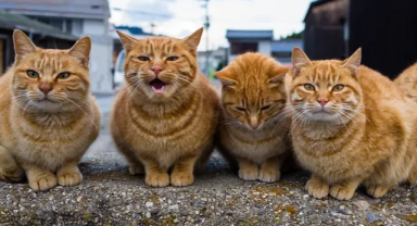 Kedinizin Sürekli Miyavlamasının Nedeni Genetik Olabilir