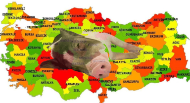 Domuz Çiftliği Olan Şehirler: Domuz Eti Üretimi Artıyor, Şehrinizde Domuz Çiftliği Var mı?